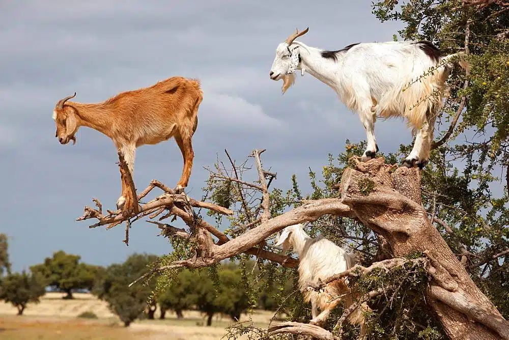 Goats Morocco Goats Morocco