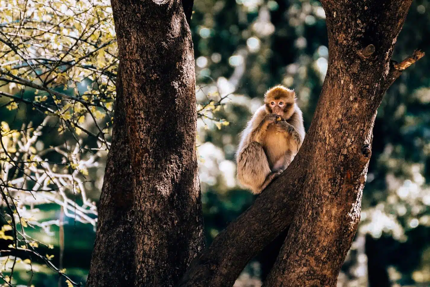 Monkeys of Morocco Monkeys of Morocco