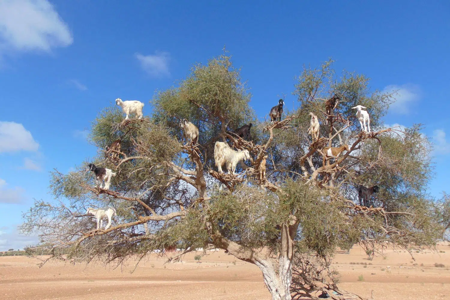 DSC00313 goats on the trees