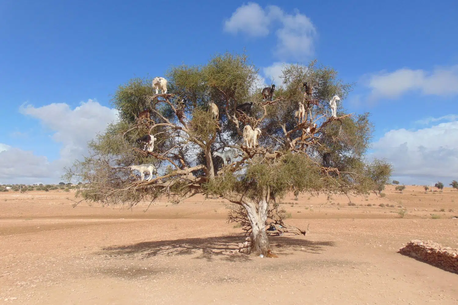 Morocco Tours Essaouira day trip goats on the argan trees Essaouira day trip