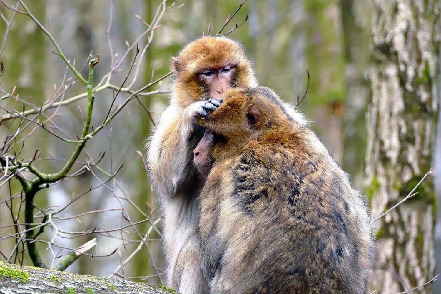 moroccan monkeys Casablanca tours to Atlanta mountains