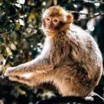 morocco tours azrou desert trip from fez