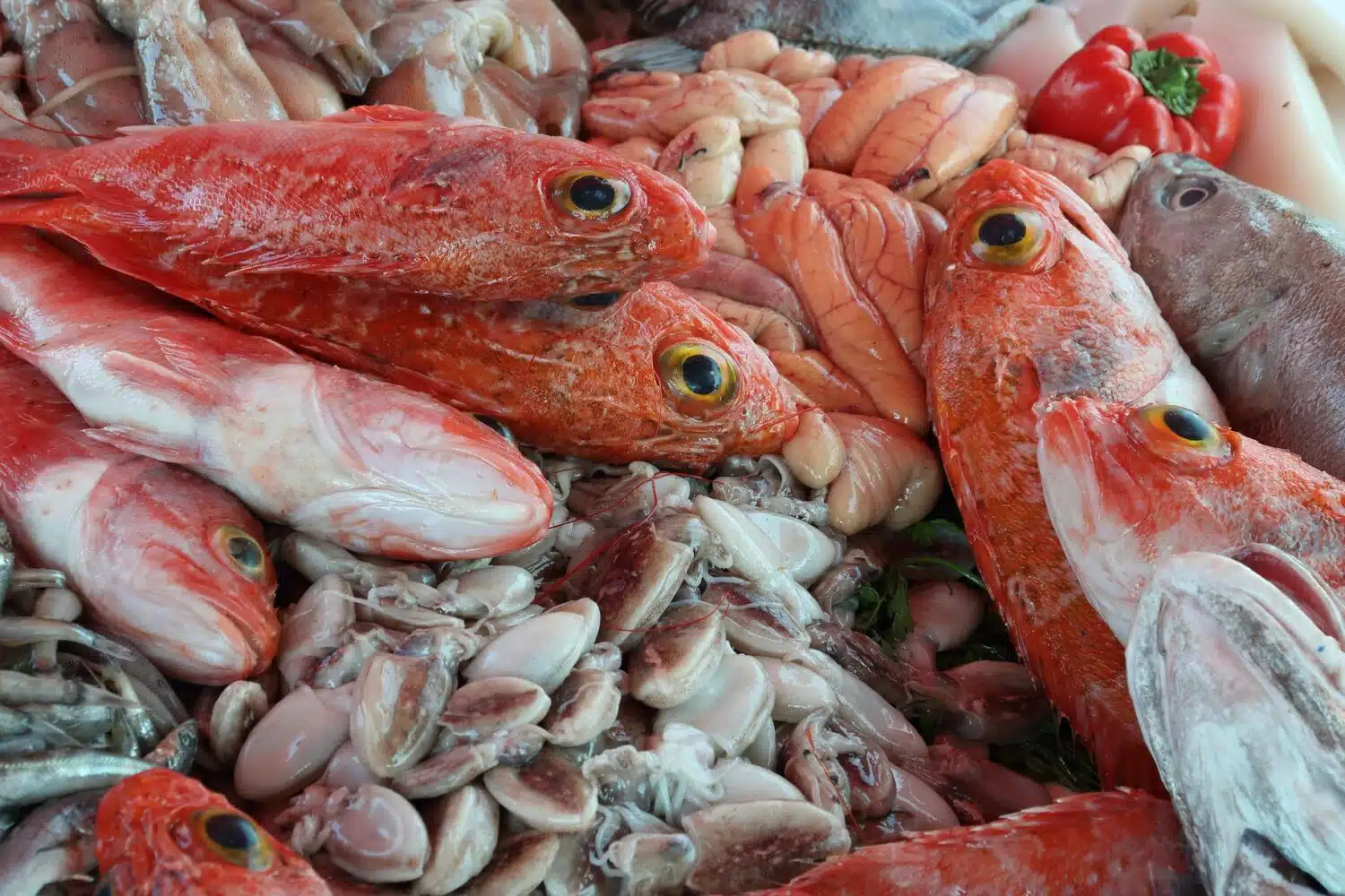 Essaouira fishes Moroccan gastronomy