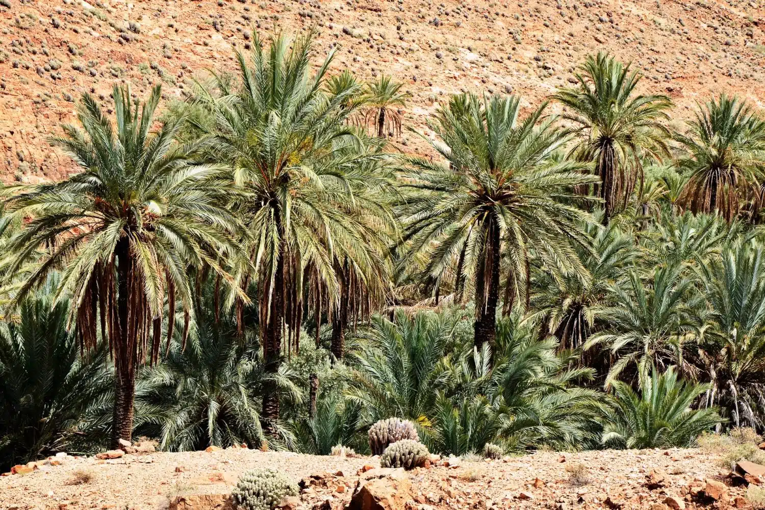 moroccan oasis Moroccan oasis