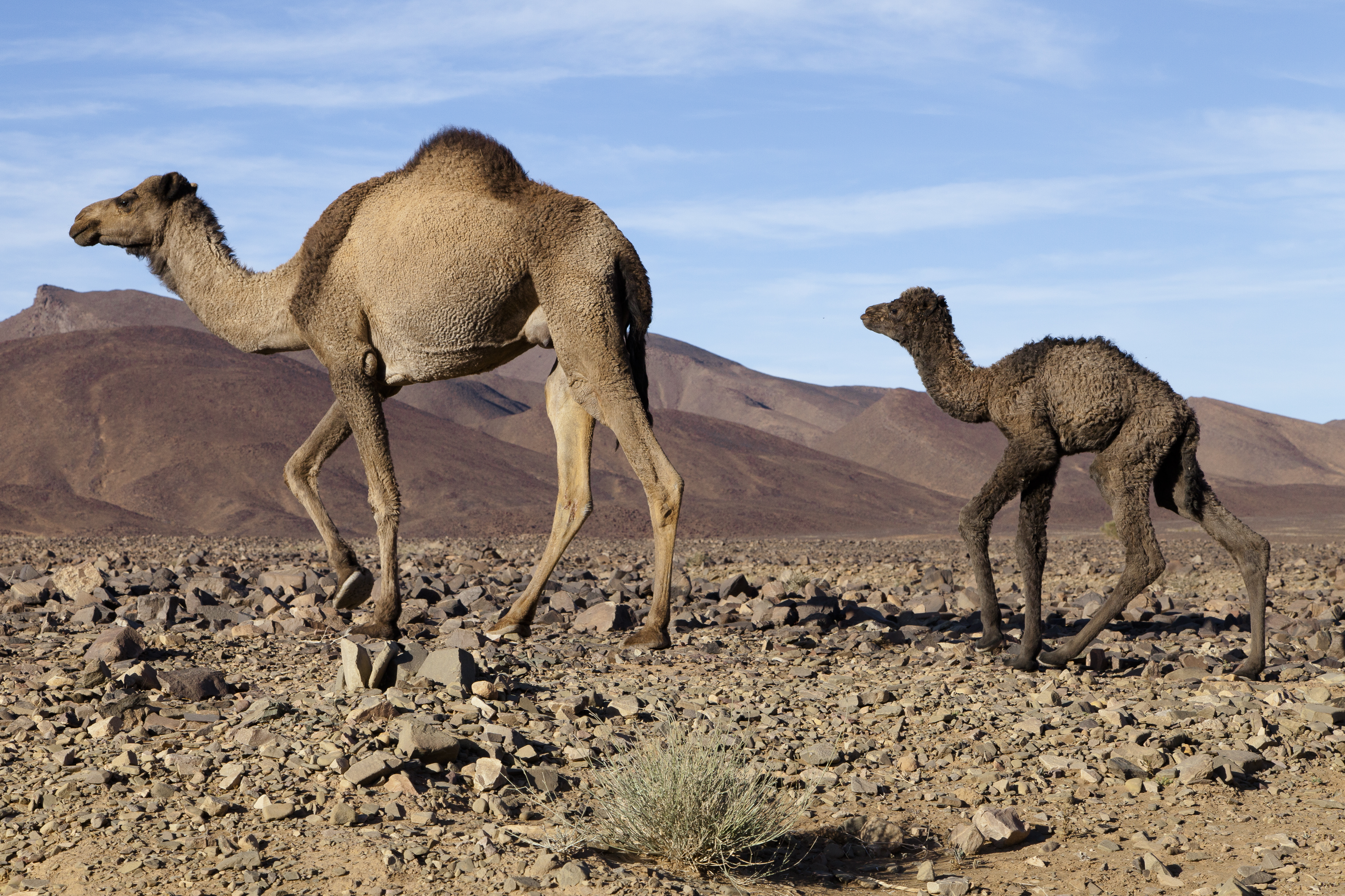 Gboo Morocco Tours Zagora top itineraries from Marrakech