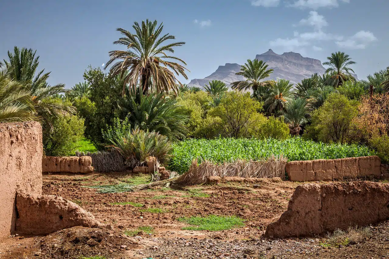 Palm grove Draa Valley Draa Valley tour