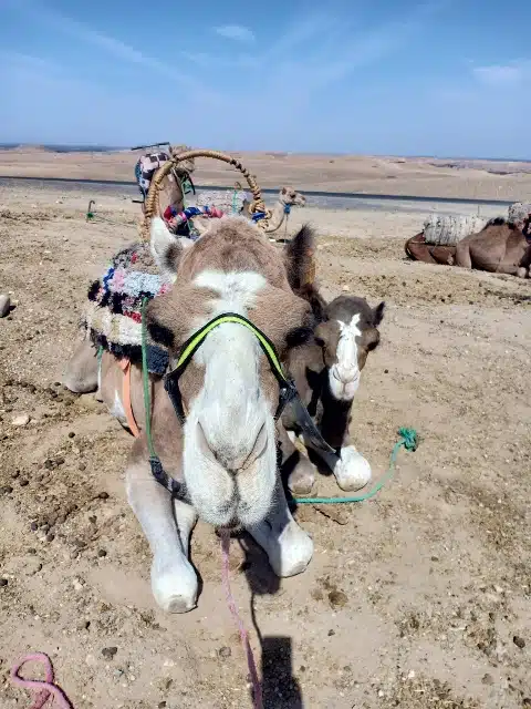 Agafay desert Gboo Morocco Tours Day trip to Agafay Desert