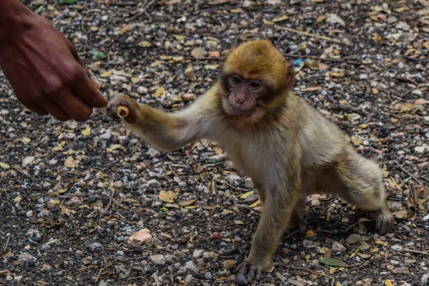 Middle Atlas Mountains day trip from Fes Middle Atlas Mountains day trip from Fes