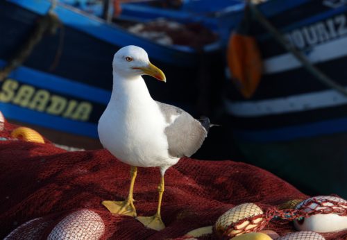 Essaouira