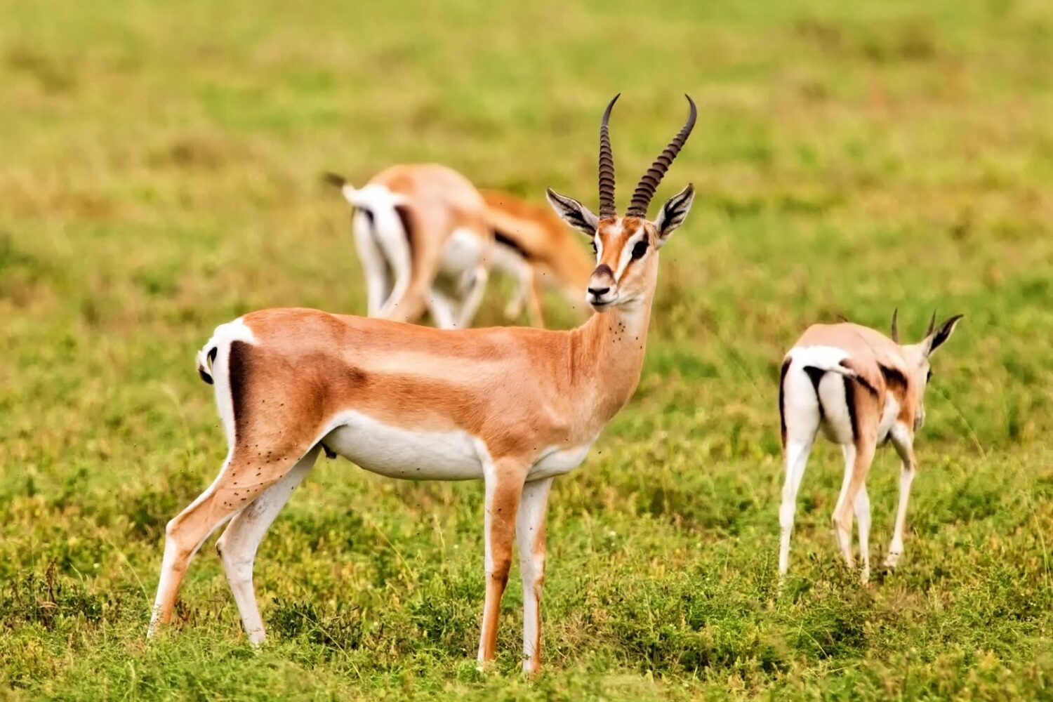 Sous Massa National park