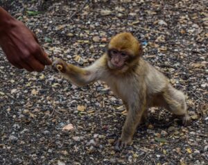 Monkeys in Morocco