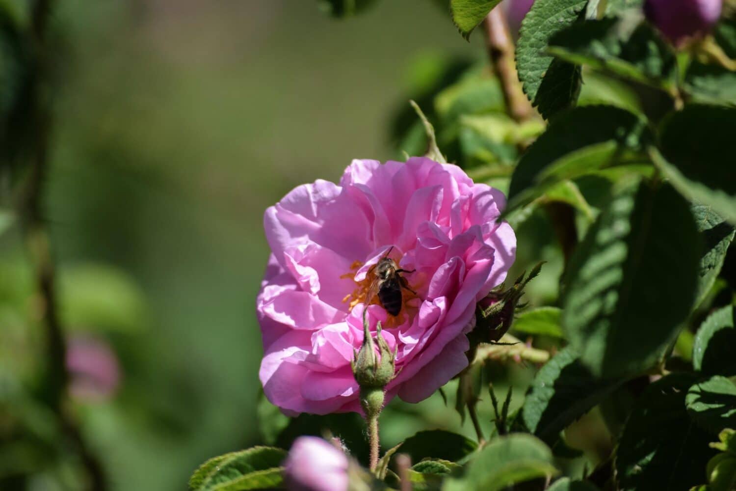 Rose Morocco