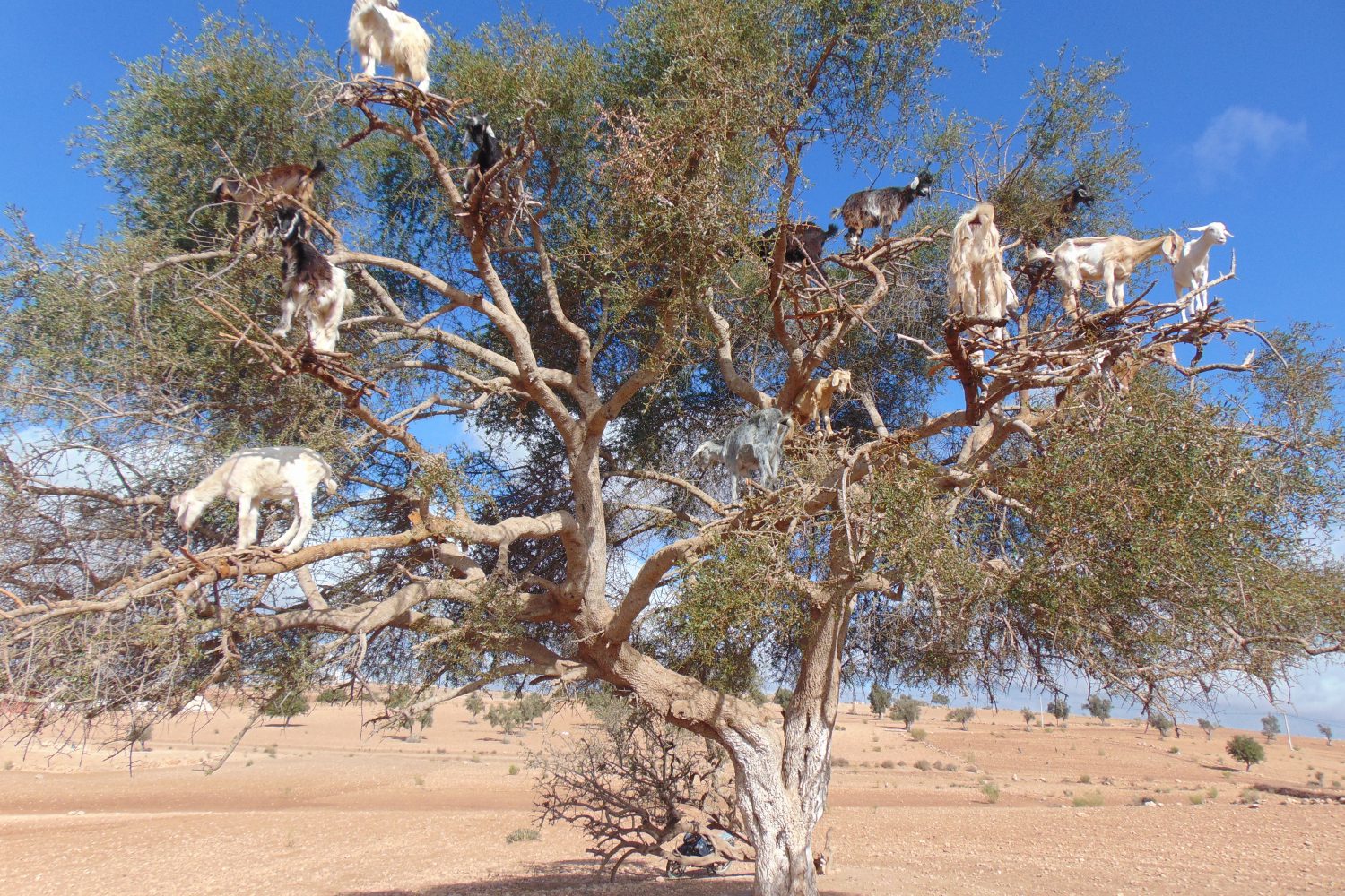 goats on the trees