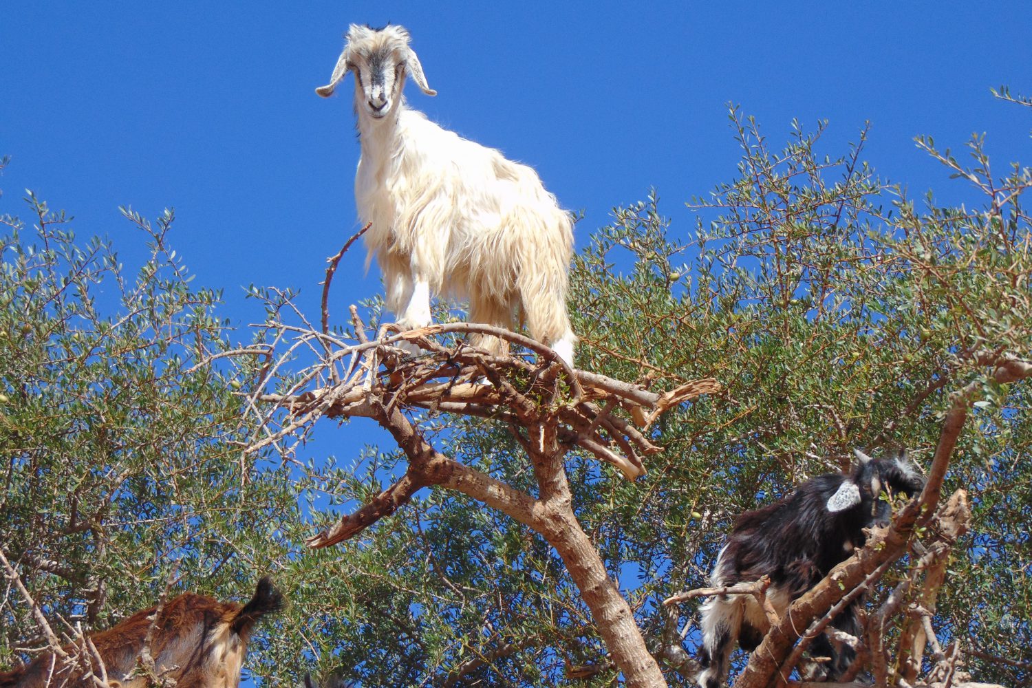 argan trees