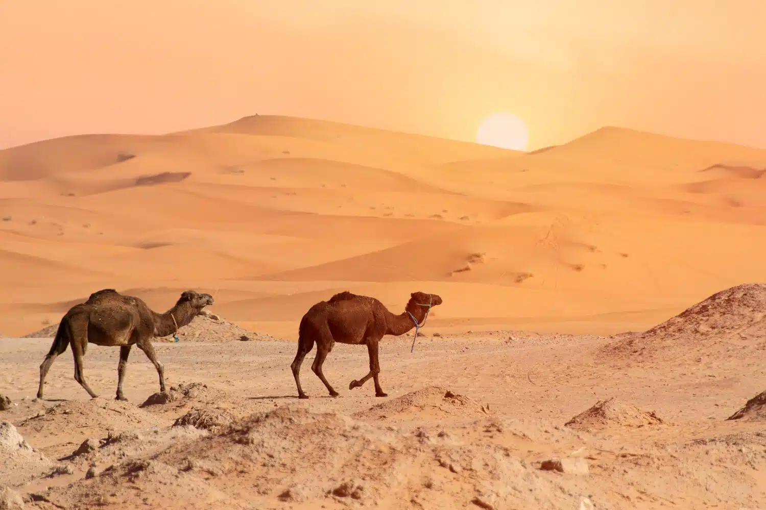 desert tours from Fes