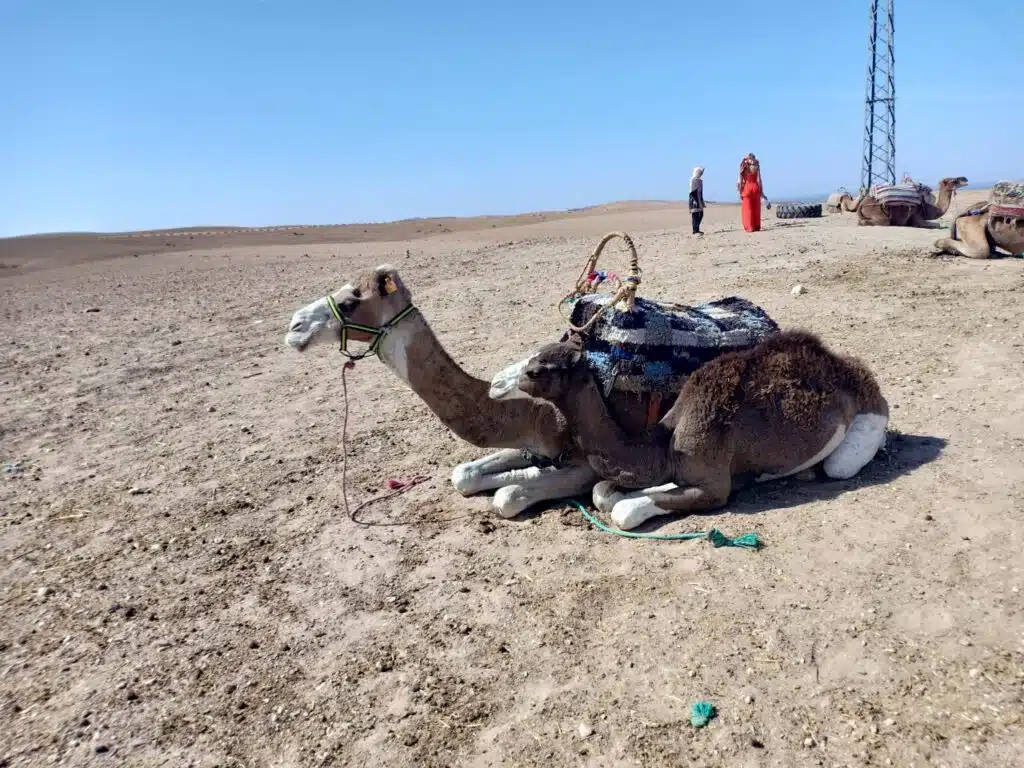 Agafay desert21 Agafay desert