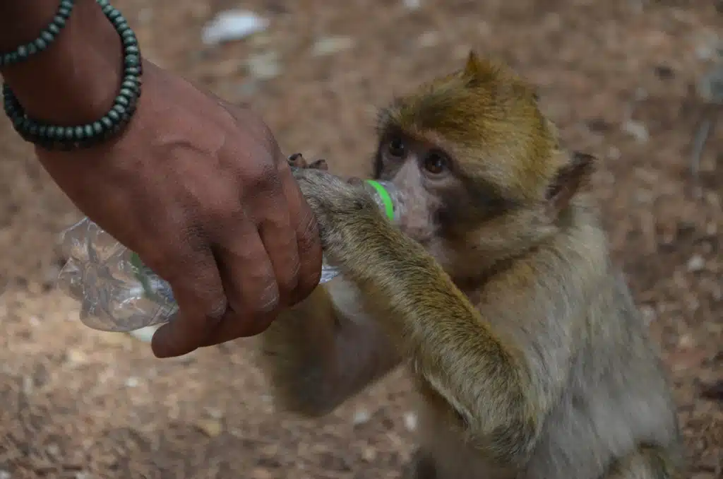 Atlas mountains gboo morocco tours