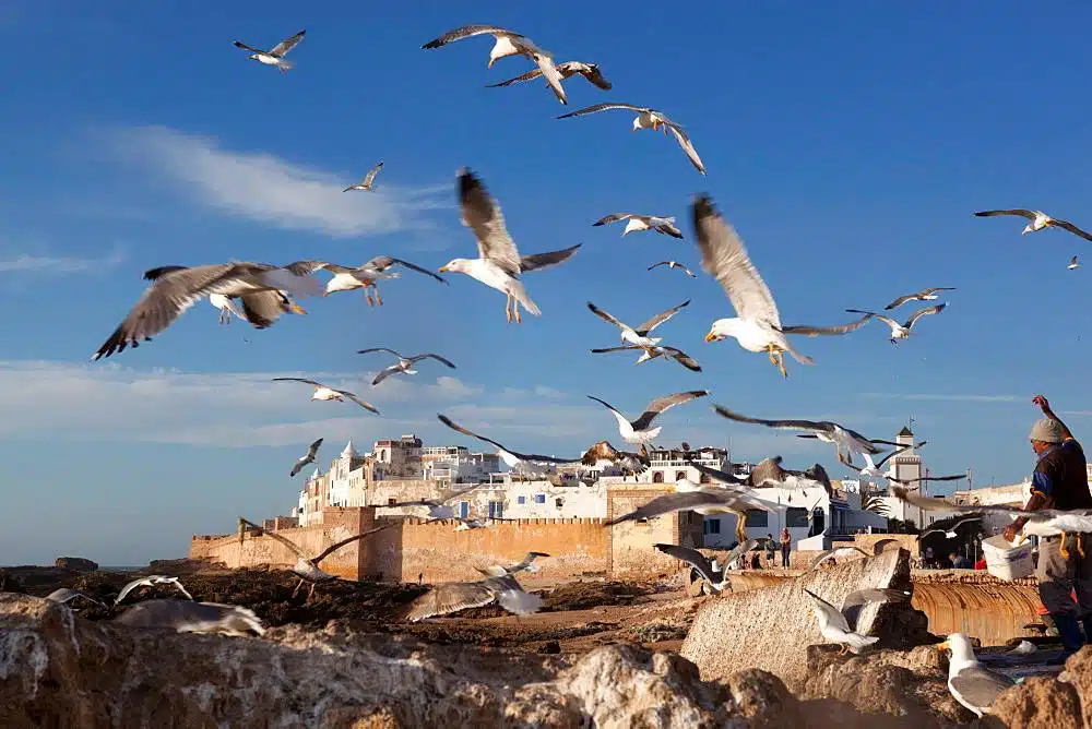 Essaouira day trip