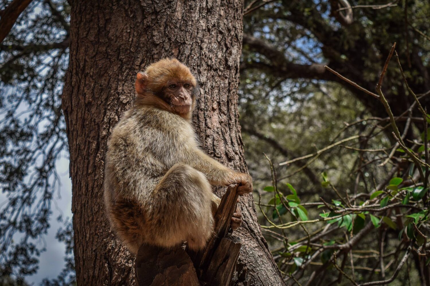 Monkeys Atlas Mountains