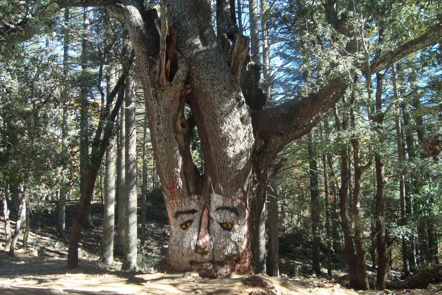 Azrou Cedar Forest