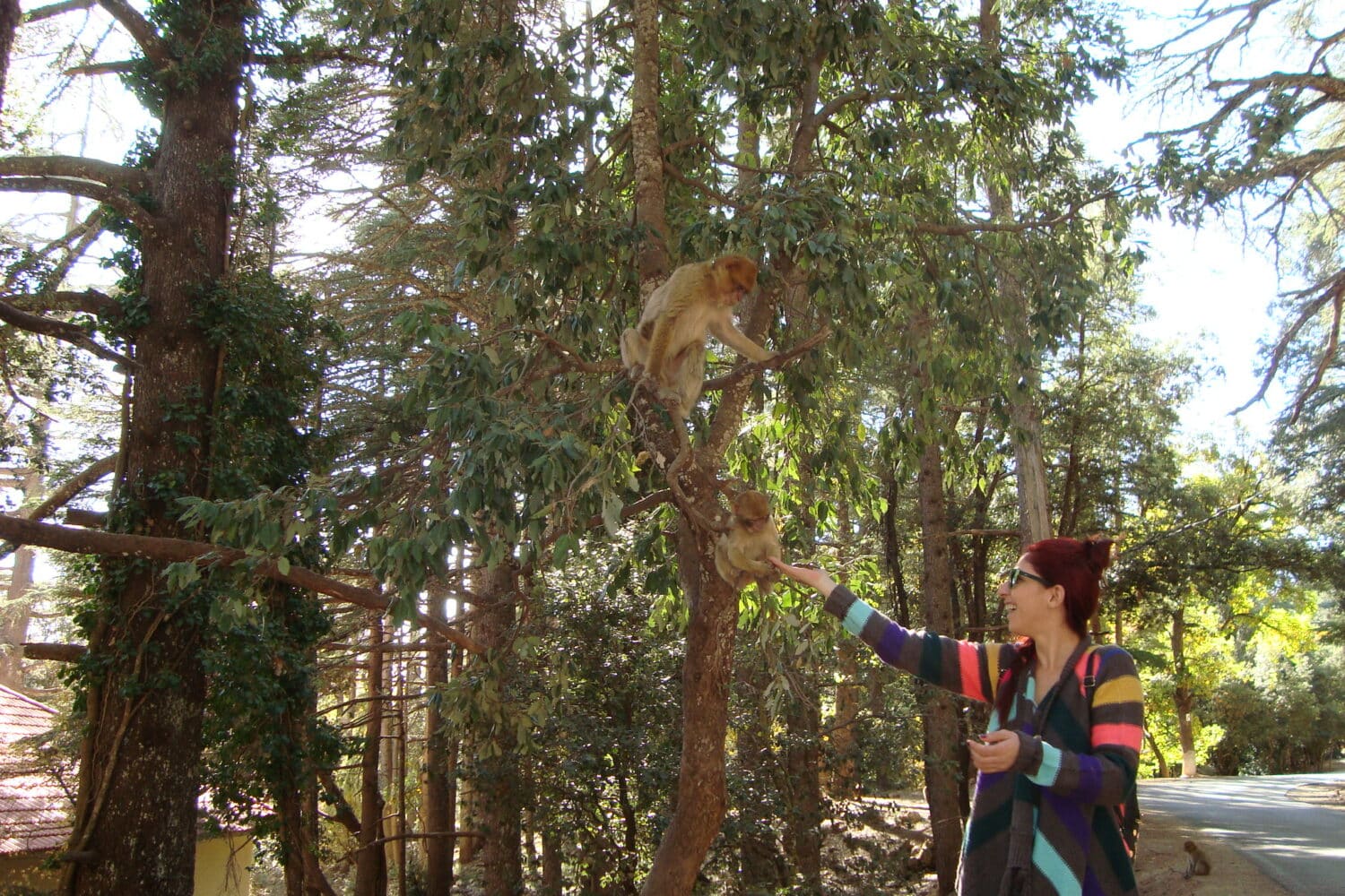 Cedar forest day trip from Fez