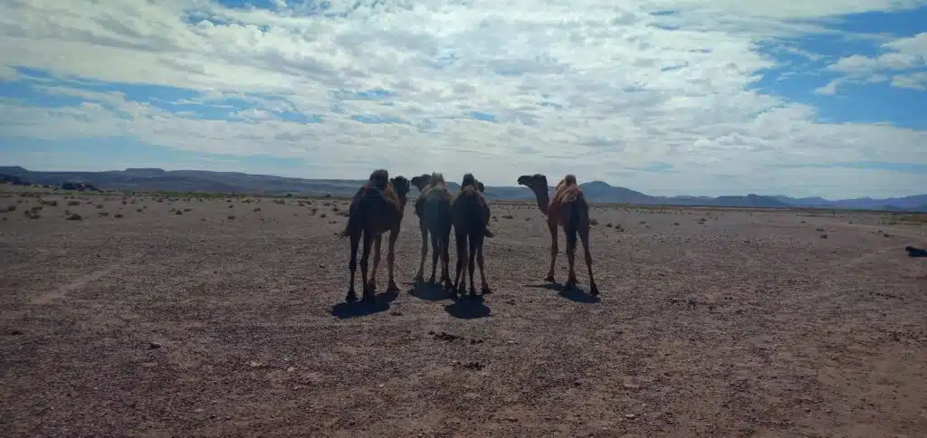 Sahara Desert Tours Morocco