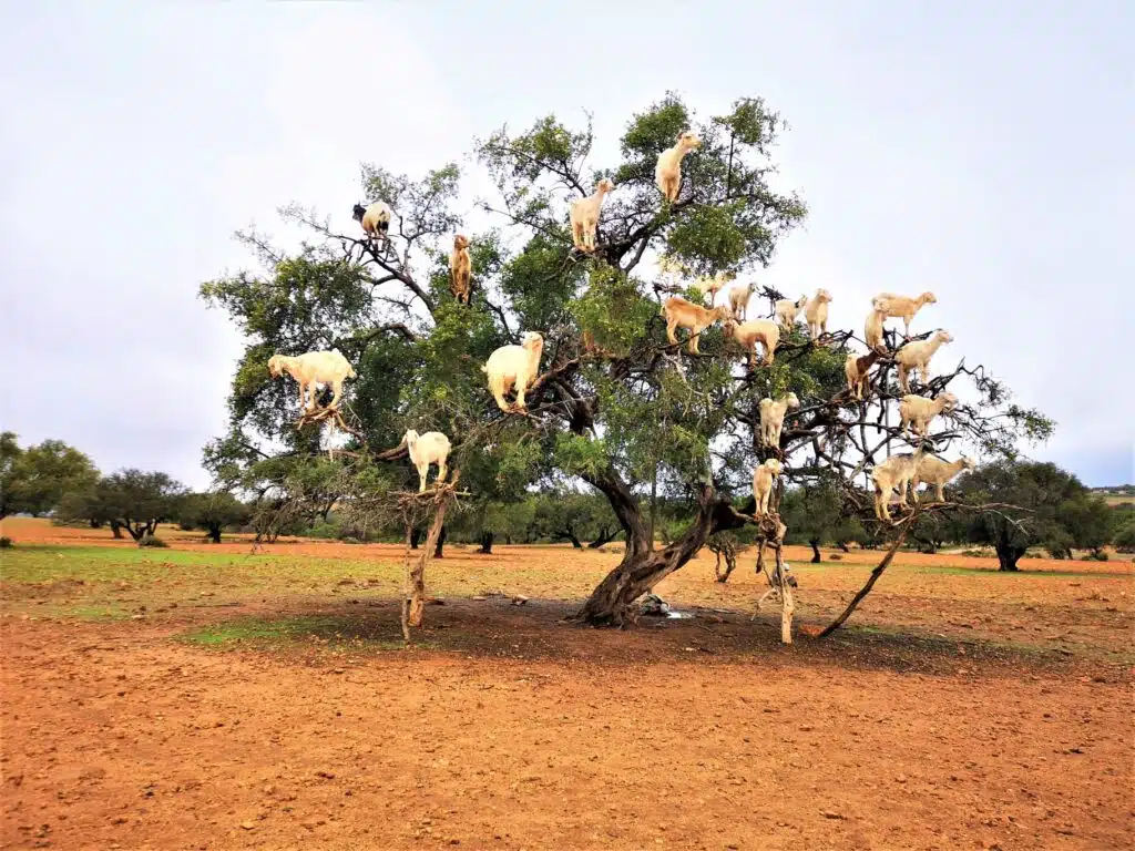 279847472 10221684485684915 2571174992145848311 n Morocco tour packages