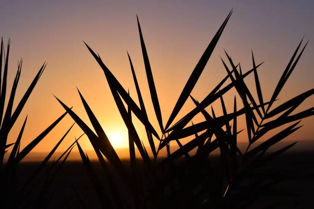 39981529 10101805835549731 6473317619825901568 n Morocco Tours from Germany